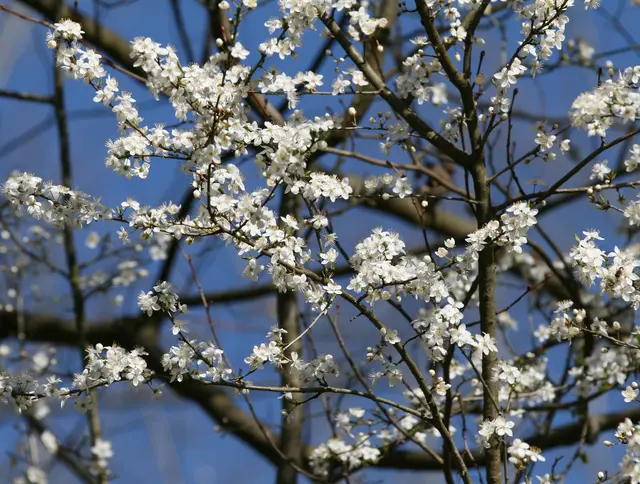 Backnang - Plattenwald | Foto: (c) GMS