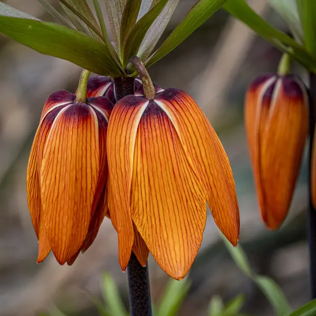 Kaiserkrone | Foto: ehw