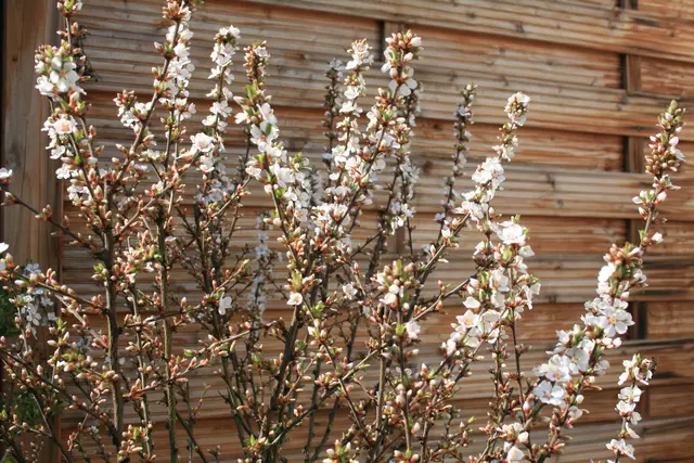 Die Kirschmandel traut sich .. | Foto: (c) GMS