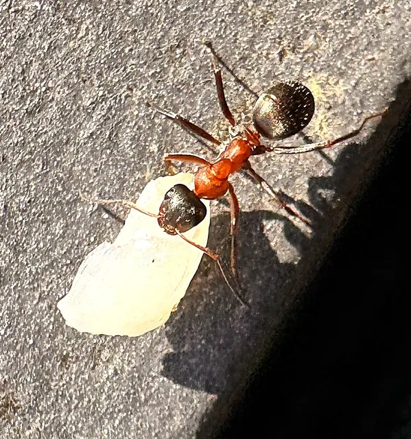 Foto: Heide Böllinger aus Bad Friedrichshall