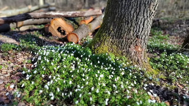 Backnang - Plattenwald | Foto: (c) GMS