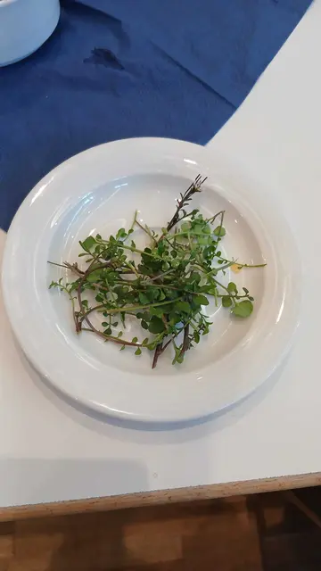 Foto: VdK OV Gundelsheim/Offenau