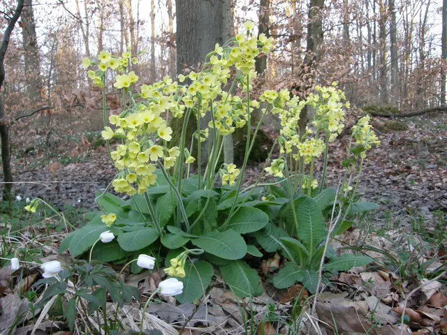 Die Schlüsselblume verströmt jetzt ihren zarten Duft. | Foto: Hans Peter Schmitt