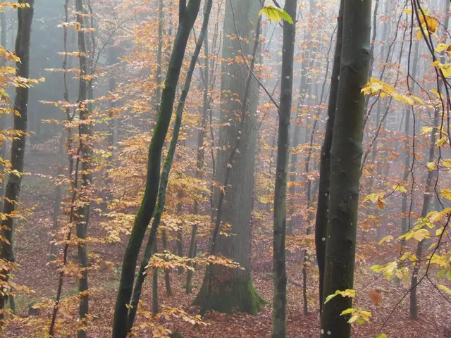 Herbstzeit ist auch die Zeit der Drückjagden. Der Jäger muss schon sehr aufmerksam in die Runde schauen um zu hören und zu sehen, wo sich Wild annähert. Es ist ein spannendes Erlebnis im herbstlichen Laubwald. | Foto: Hans Peter Schmitt