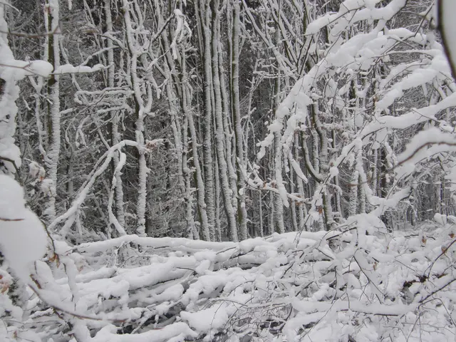Fast schon skurril sieht hier der Winterwald aus. | Foto: Hans Peter Schmitt