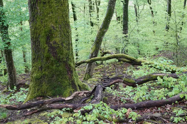 So sieht es im Bannwald im Fünf-Mühlen-Tal aus. Betreten sollte man ihn nicht. Als Jäger ist mir das aber erlaubt. Ein Vorteil, den ich sehr schätze aber zielgerichtet nur selten nutze. | Foto: Hans Peter Schmitt