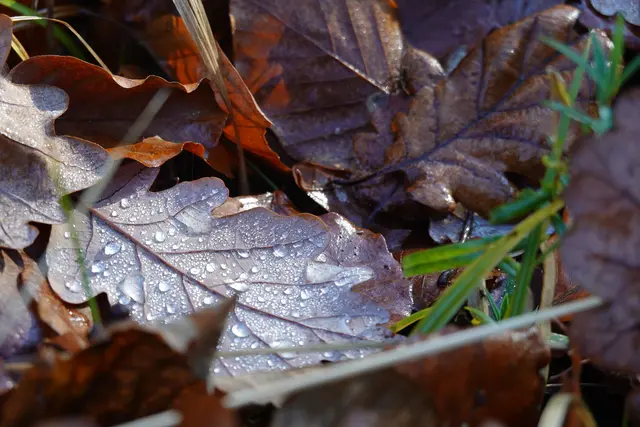 Leicht frostig zeigt sich hier das herbstliche Laub und die Wassertropfen erstarren zu Eis. | Foto: Hans Peter Schmitt