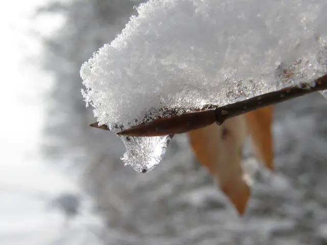 Ein Wassertropfen ist am Astende fest an die Blattknospe angefroren während sich auf dem Ast noch der Schnee auftürmt. | Foto: Hans Peter Schmitt