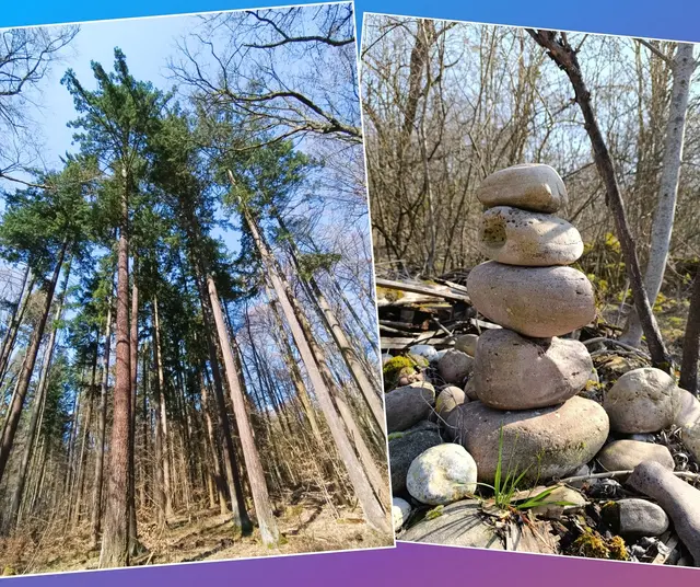 Kleiner Zapfen, großer Baum | Foto: Aurelia Kling