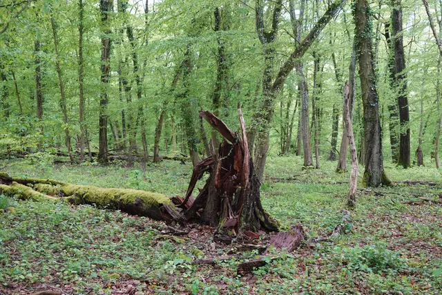 So endet ein Baumleben im Bannwald im Fünf-Mühlen-Tal in Bad Rappenau. | Foto: Hans Peter Schmitt