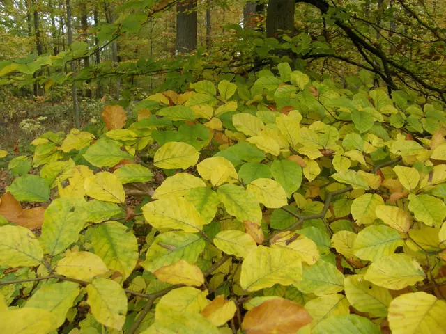 Im Herbst verliert sich so nach und nach das Blattgrün. Die Blattfarbe wechselt zu gelb und danach zu braun. | Foto: Hans Peter Schmitt