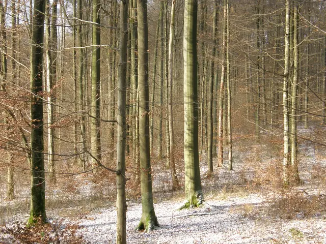Und irgendwann hat es in der Nacht zart geschneit. Wie gepudert zeigt sich der Waldboden nun. | Foto: Hans Peter Schmitt