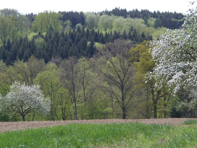 Hier zeigt sich das erste zarte Grün der Blätter im Wald bei Tiefenbach. | Foto: Hans Peter Schmitt