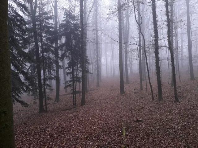 Nebel im Wald - das hat was mystisch-romantisches. | Foto: Hans Peter Schmitt