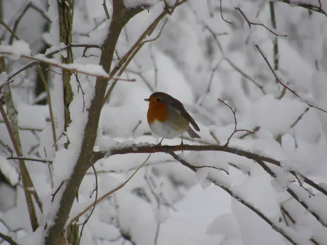 Und hier endet der Gang durchs Jahr im Wald. Das Rotkehlchen findet auch um diese Zeit noch Futter, man kann es fast nicht klauben.
Ich freue mich, wenn Ihnen unser Ausflug durch den Wald im Wandel des Jahres gefallen hat. | Foto: Hans Peter Schmitt