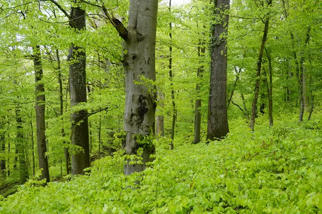 Zartes Grün zeichnet hier den Buchenwald aus. Wir befinden uns hier im Bannwald im Fünfmühlental in Bad Rappenau. | Foto: Hans Peter Schmitt