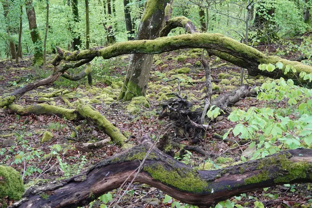 Ein weiteres Bild vom Bannwald in Bad Rappenau. Da geht einem das Herz auf wenn man sieht, wie schön und interessant sich die Natur entwickelt wenn wir Menschen sie einfach in Ruhe lassen. | Foto: Hans Peter Schmitt