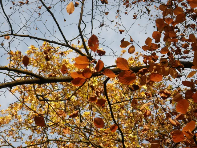 Der Wind bläst nun die Blätter von den Bäumen. Golden zeigt sich der Wald, wenn die Sonne ihn durchscheint. | Foto: Hans Peter Schmitt