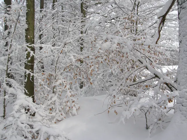 Hier im Gundelsheimer Kronwald liegt jetzt der frische Schnee. Der Schnee in den Ästen schluckt den Schall ganz enorm und man ist im Wald von absoluter Ruhe umgeben. | Foto: Hans Peter Schmitt