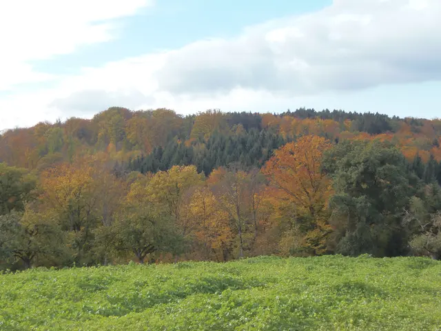 Zu Beginn haben wir diesen Waldrücken in Tiefenbach im Frühjahrskleid gesehen. Hier nun der Blick auf seine herbstliche Seite. | Foto: Hans Peter Schmitt