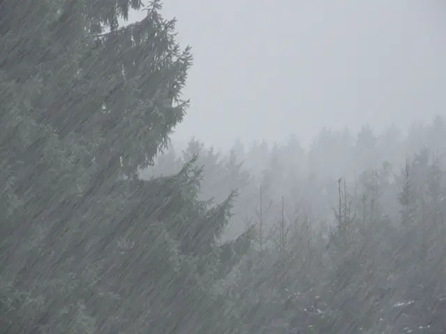 Die steife Brise bläst hier den Schnee in den winterlichen Wald. Gut, wenn man da warm angezogen ist. | Foto: Hans Peter Schmitt