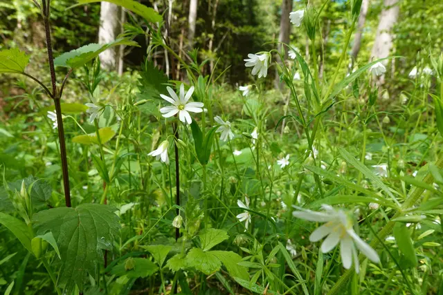 Im April anzutreffen sind diese anmutigen Blumen an den lichten Wegrändern im Laub- und Fichtenwald. | Foto: Hans Peter Schmitt