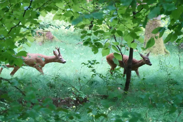 Rehbrunft Anfang August im Gundelsheimer Kronwald. Hier brauch der Fotograf schon etwas Glück und gute Deckung. | Foto: Hans Peter Schmitt