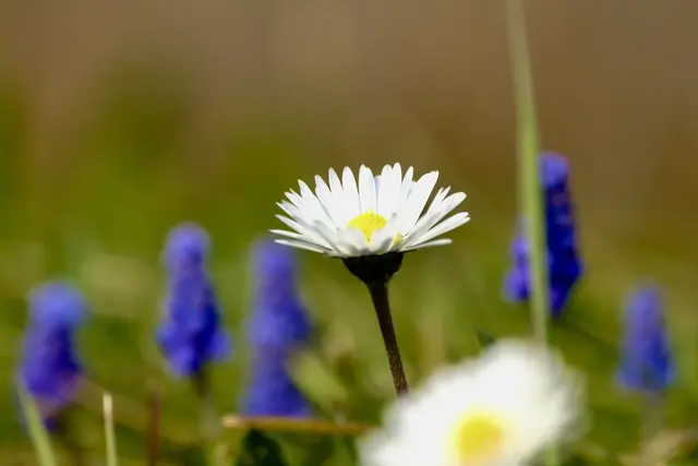 Foto: ED