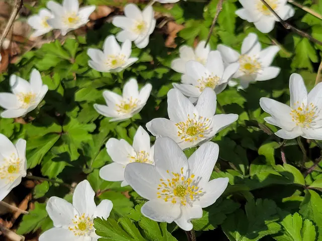 Beim Start der Blühsaison im Wald sind die Anemonen mit vorne dran.  | Foto: Hans Peter Schmitt