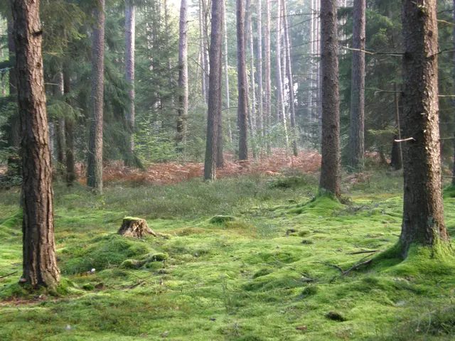 Mein Lieblingsbild vom Wald. Moosbedeckter Boden, Ruhe ausstrahlend. | Foto: Hans Peter Schmitt