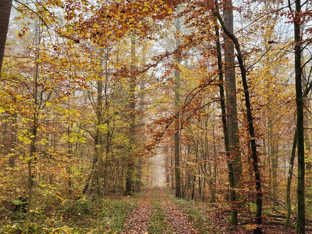 Herrlich ist so ein Spaziergang durch den herbstlichen Wald. | Foto: Hans Peter Schmitt