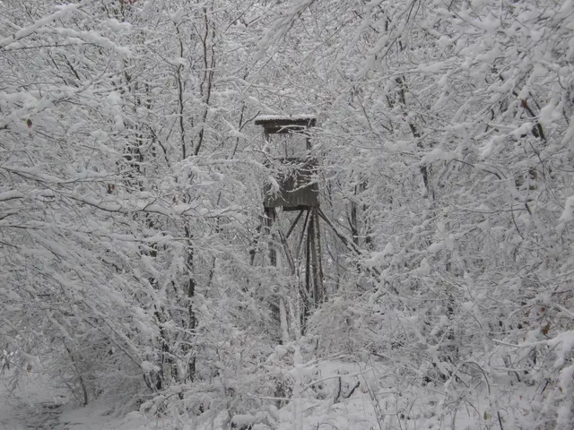 So ein Ansitz im Winterwald hat was. Die Luft ist frisch und klar. | Foto: Hans Peter Schmitt