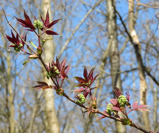 Diese Pflanze mit den kräftig roten Blättern weckte die Aufmerksamkeit der Wandersleute: Roter Holunder  | Foto: Aurelia Kling
