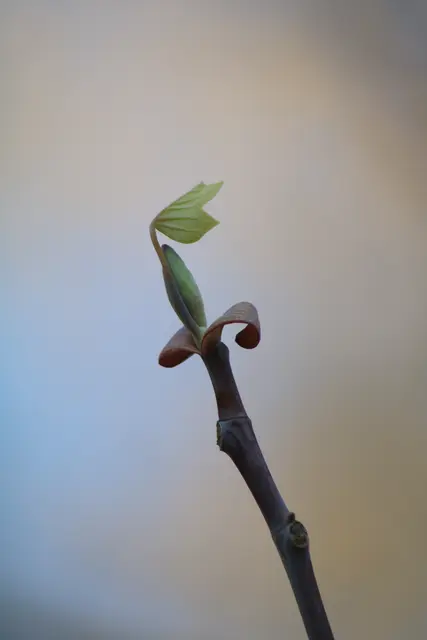 Erstes zartes Blatt am Tulpenbaum | Foto: Sarah Peters 