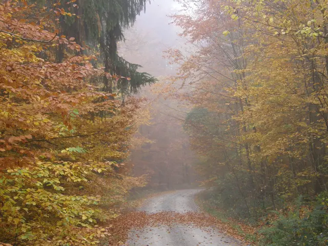 Es wird herbst und die Morgennebel steigen. Auch ein schöner Natureindruck. | Foto: Hans Peter Schmitt