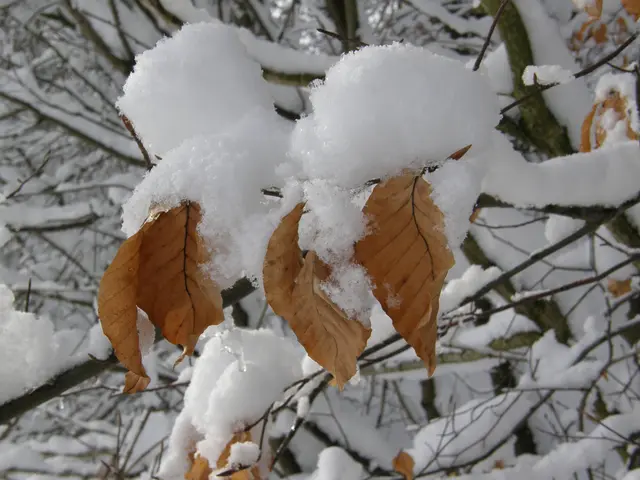 Unglaublich, wie hoch sich der frische Schnee hier auf den dünnen Ästchen auftürmt. | Foto: Hans Peter Schmitt