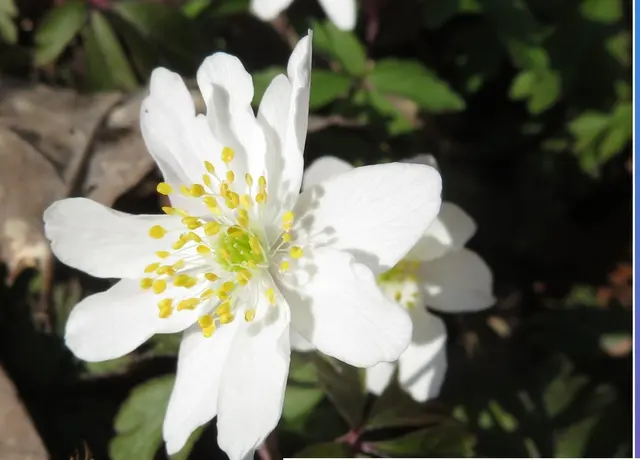Auch die Anemonen blühen im Heilbronner Wald | Foto: Aurelia Kling