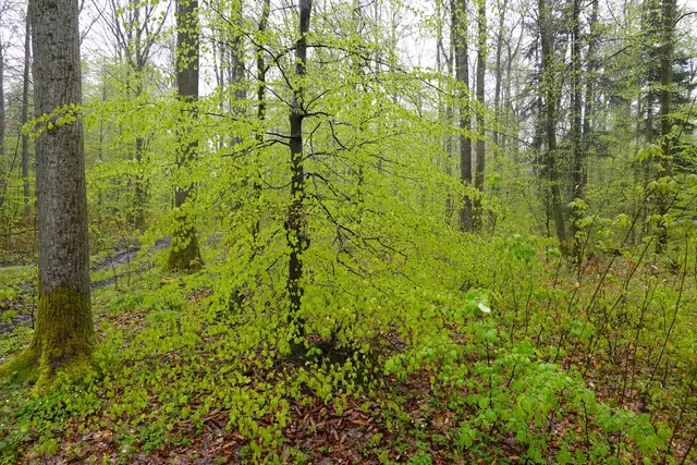 Die Buchenblätter erscheinen in einem zarten Grün. Sie sind essbar, aber kein Hochgenuss. Sie schmecken leicht bitter. | Foto: Hans Peter Schmitt