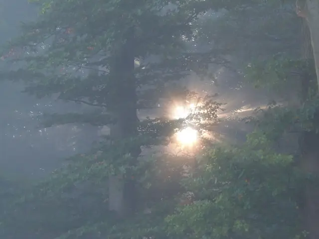Ein Sonnenaufgang im Wald kann schon sehr stimmungsvoll sein. | Foto: Hans Peter Schmitt