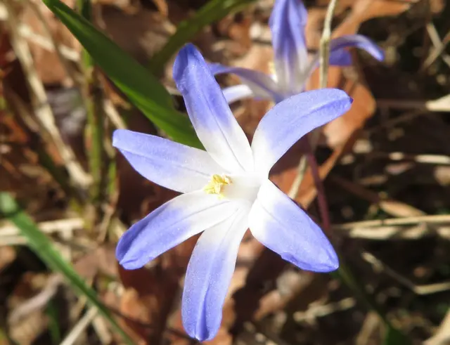 Einen Standort gefunden, wo viele Scilla (Blausternchen) blühen, beim Hintersberg | Foto: Aurelia Kling