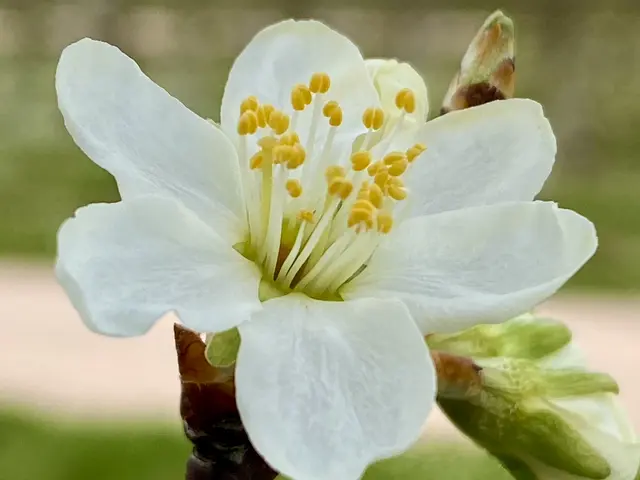 Foto: Helmut Böllinger