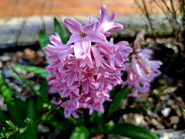 Rund ums Haus | Foto: Ralf Röser