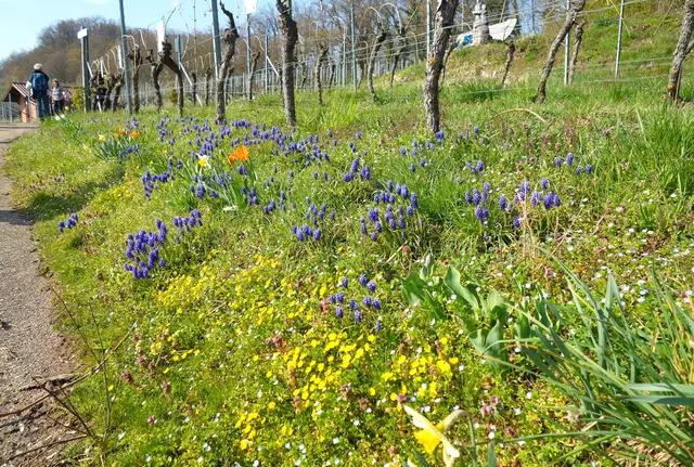 Herrliche Blütenpracht am Wegesrand! | Foto: I.Reitz