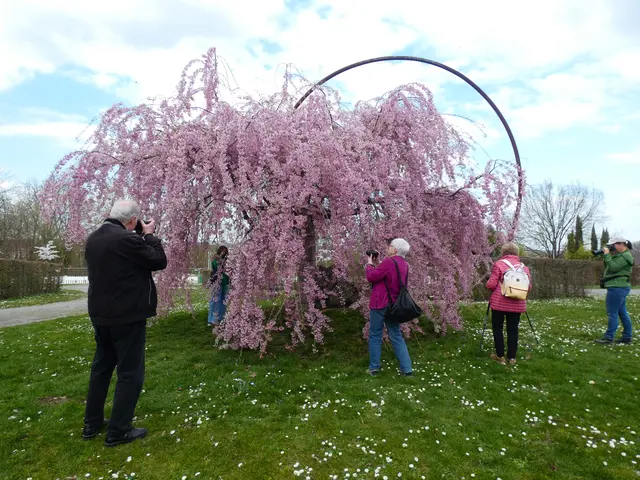 Die japanische Hängezierkirsche hat es uns angetan.  | Foto: sigischlottke