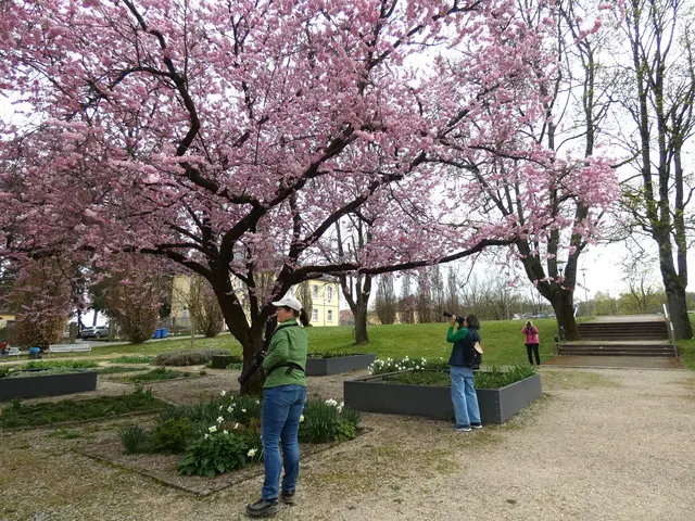 Eine große japanische Zierkirsche.  | Foto: sigischlottke