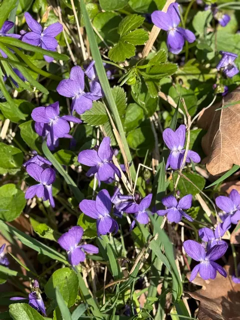 Foto: E. Rosendorf