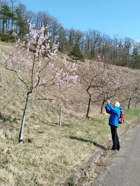 Mandelblüte | Foto: E. Rosendorf