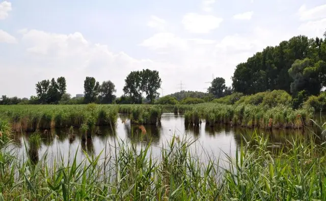 Foto: NABU Eppingen-Elsenz