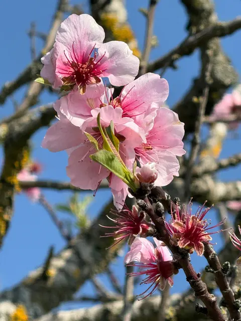 Foto: E. Rosendorf