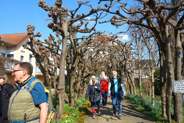 Schöner Platanus- Laubengang beim ehemaligen adligen Damenstift. | Foto: I.Reitz